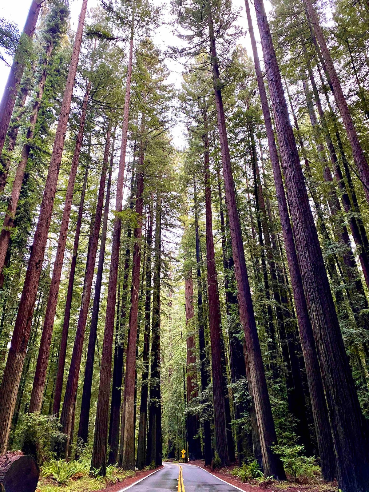 Avenue of the Giants River View Home (# 1)