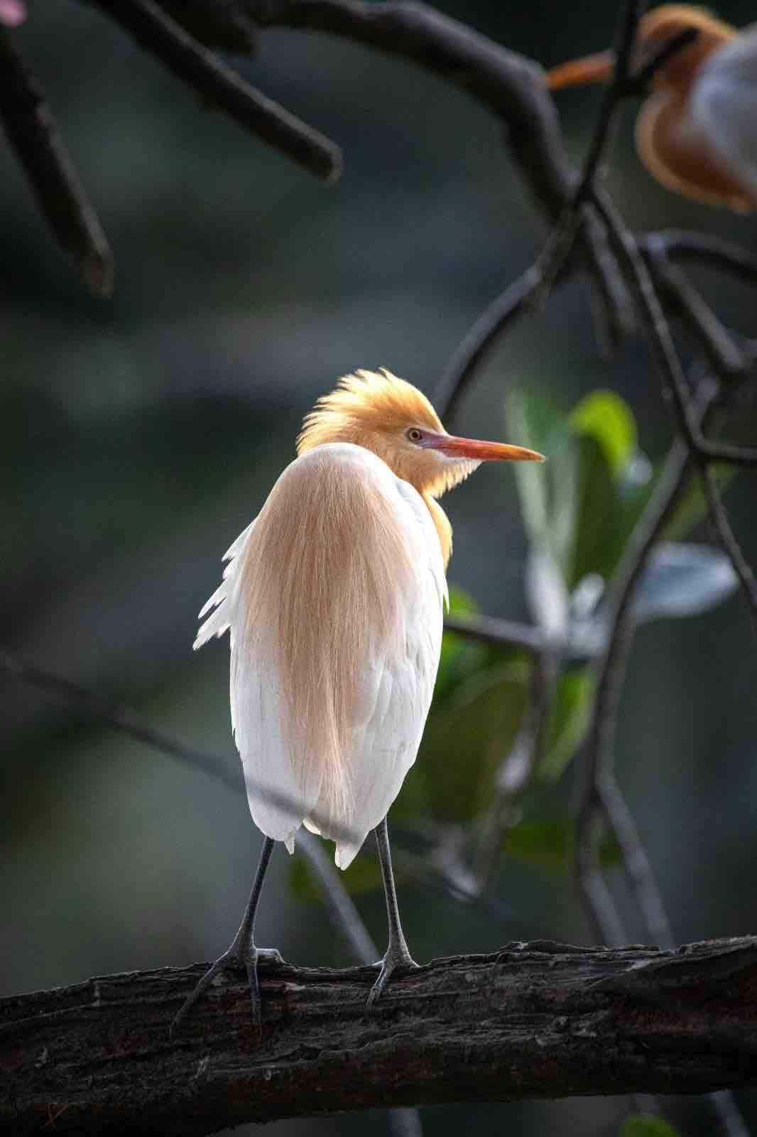 乌布苍鹭鸟（ Heron Bird Ubud ）豪华客房