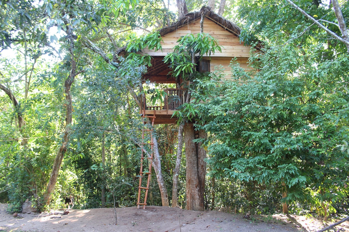 Tree House - Midigama