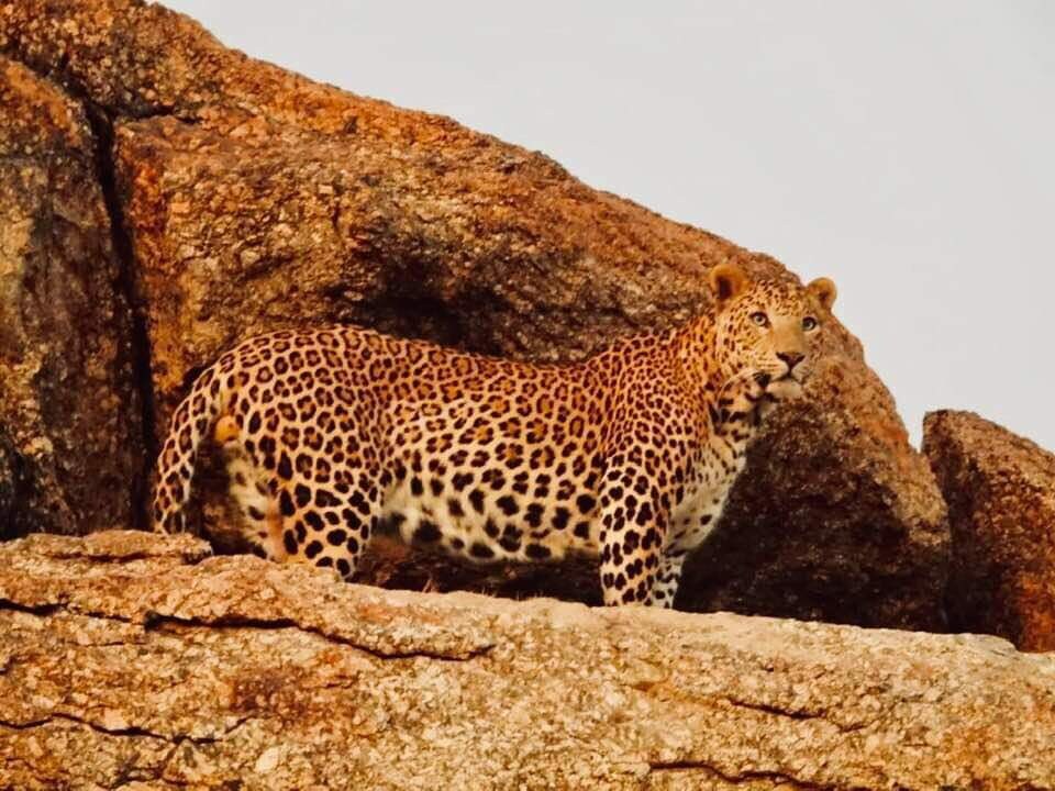 豹式野生动物园（ Leopard Safari ）、荒野之旅等。
