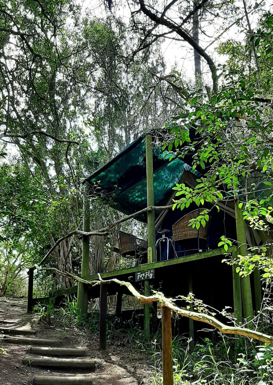 Treetops Forest Tent