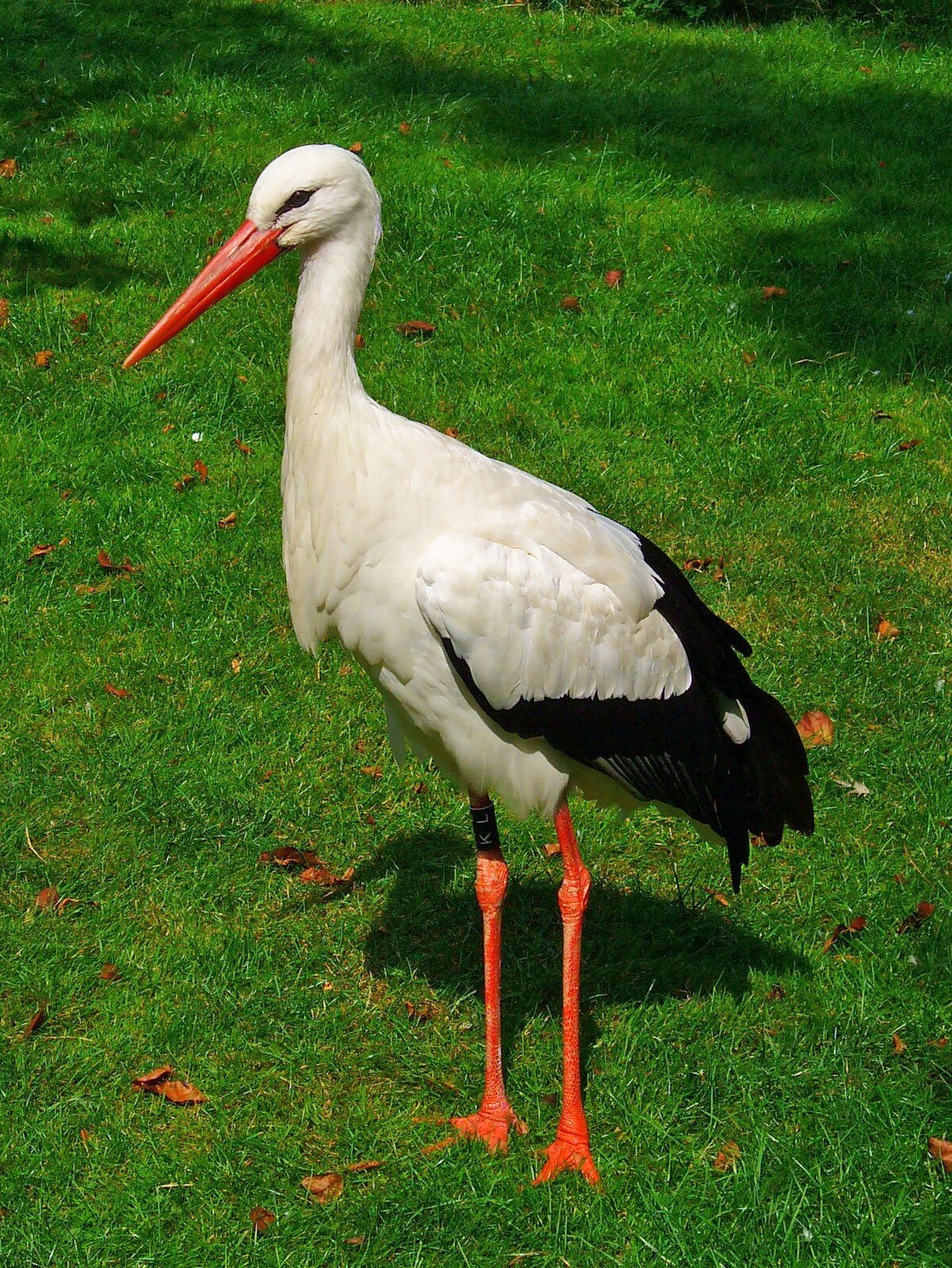 Hameau des storks