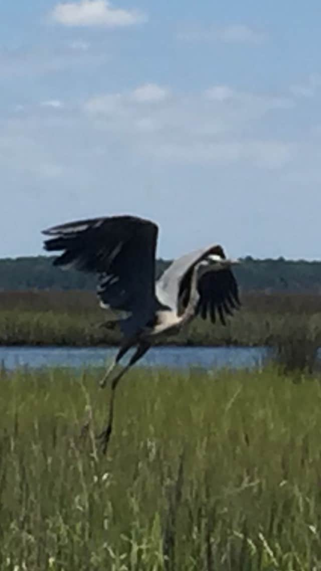 Birds in Flight Cottage