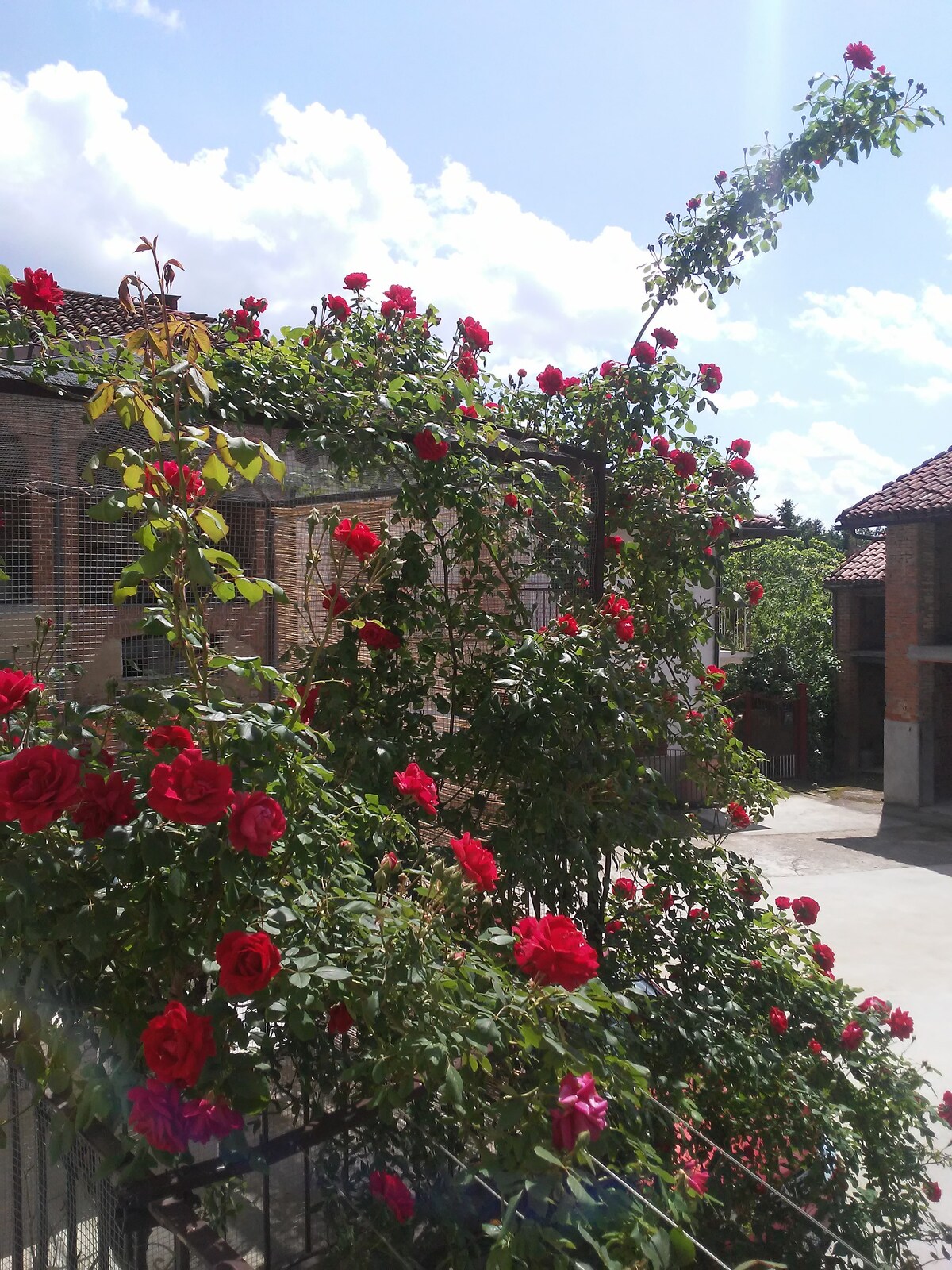 蒙费拉托山脉中的玫瑰别墅