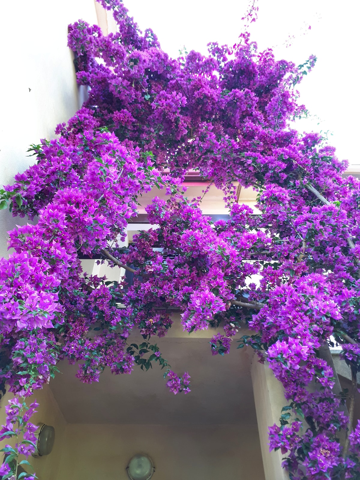 布干维利亚公寓（ Apartment bougainvillea with a Garden ）