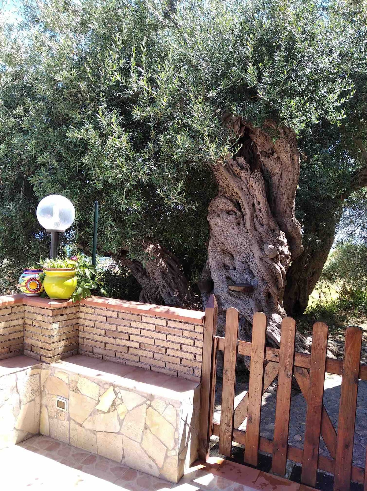 杏仁树和橄榄树之间的陶尔米纳