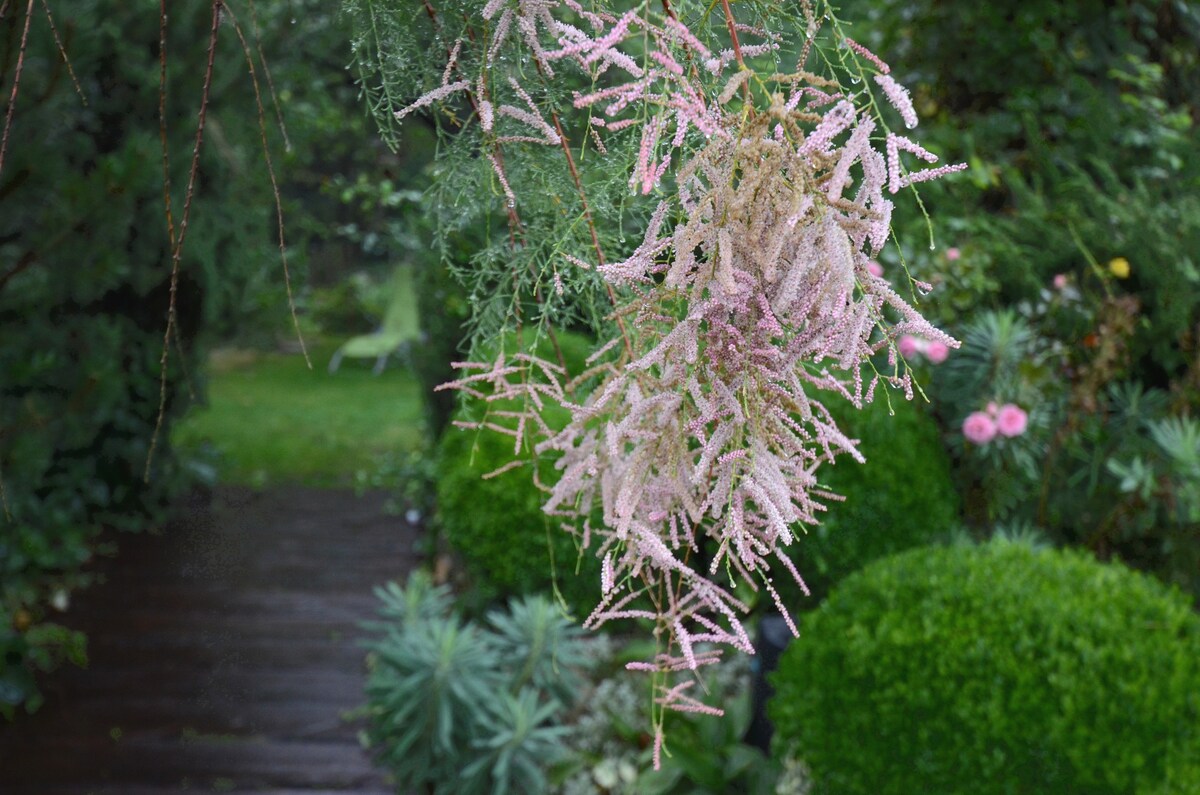 在美丽的树林花园中度假