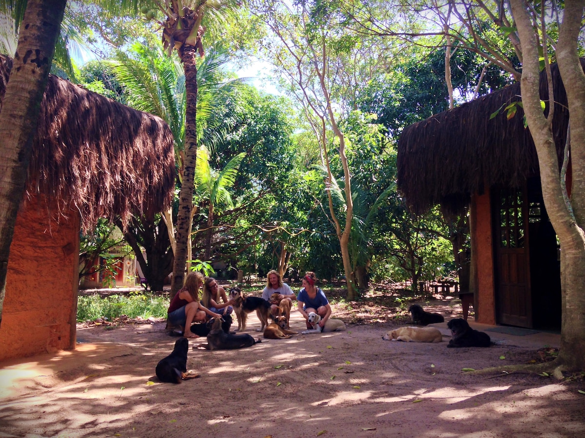 Nature Retreat with Healing Dogs in Brazil, Sabiá