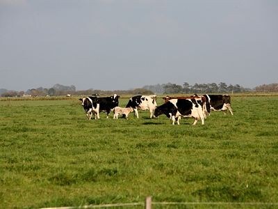 Urlaub auf dem Ferienhof Massow