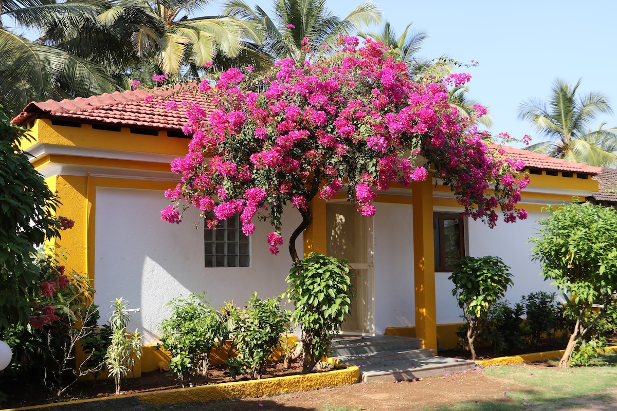 布干维利亚（ Bougainvillea ）