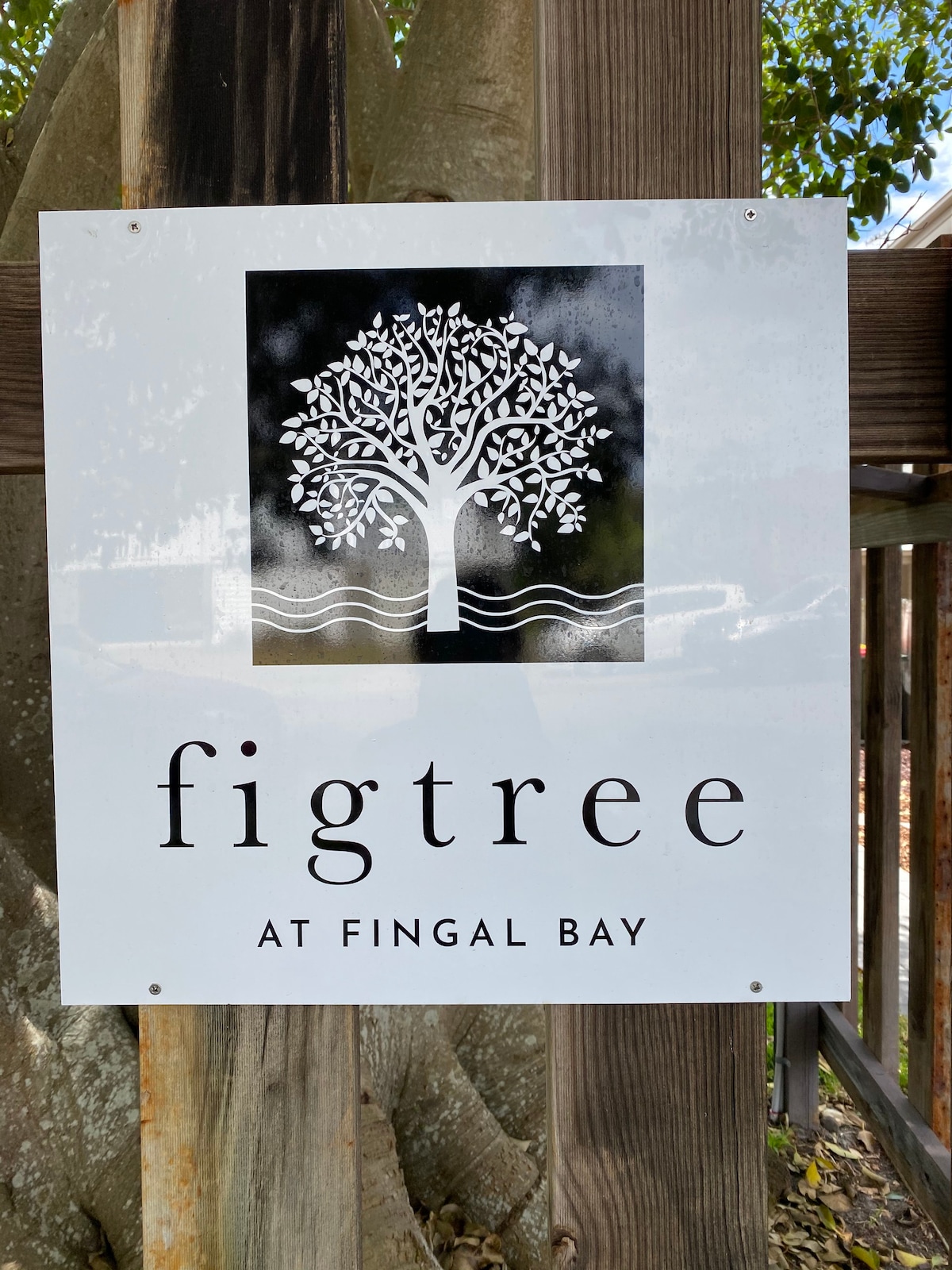 Figtree at Fingal Bay