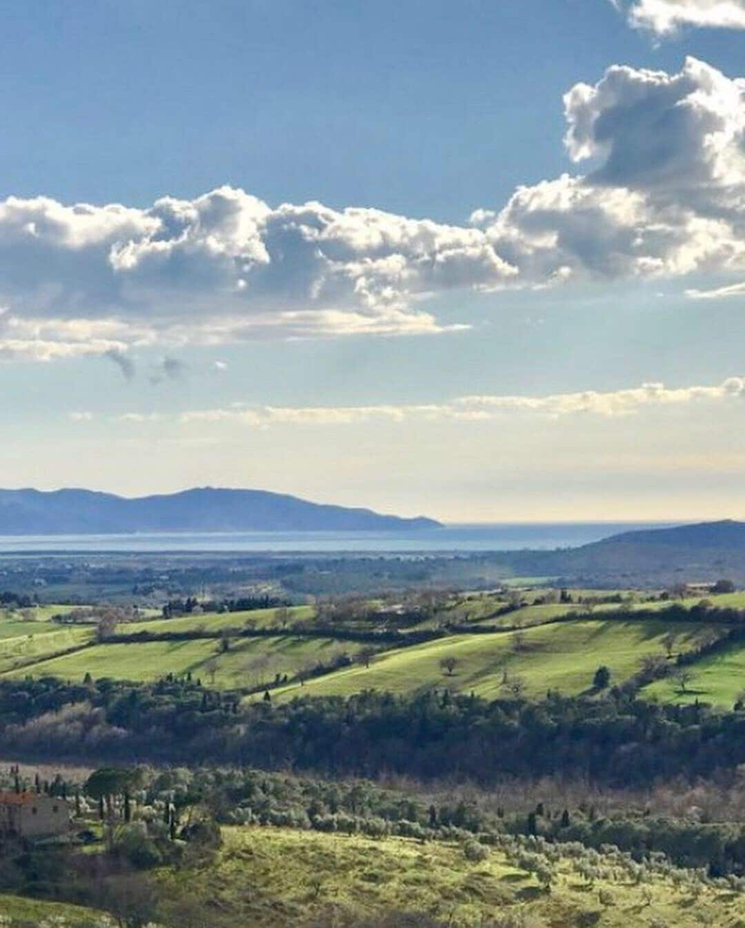 Ulivi Toscana, Maremma (Ultimo Podere)