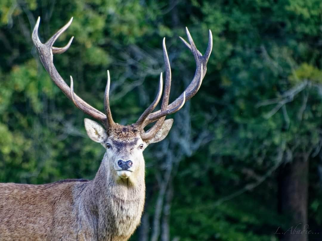 Le Logis du Parc aux Cerfs