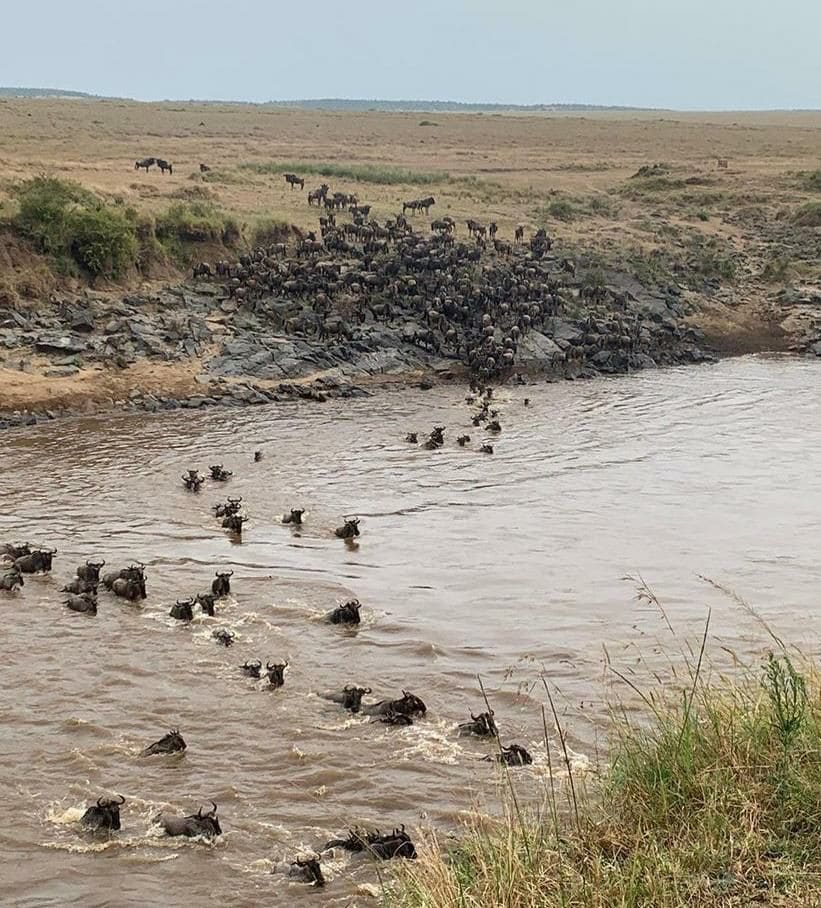 Mara Wildebeast Migration tours and destinations