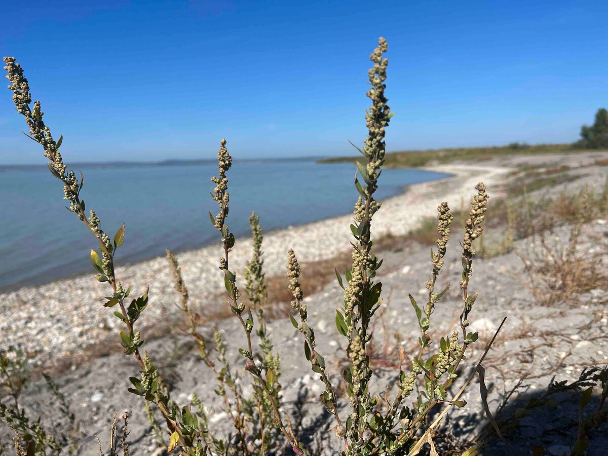 Dein Urlaubsparadies Ferienhaus am Neusiedler See