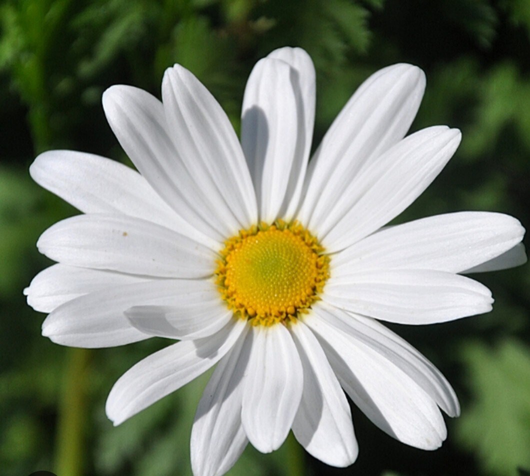 gîte des marguerites