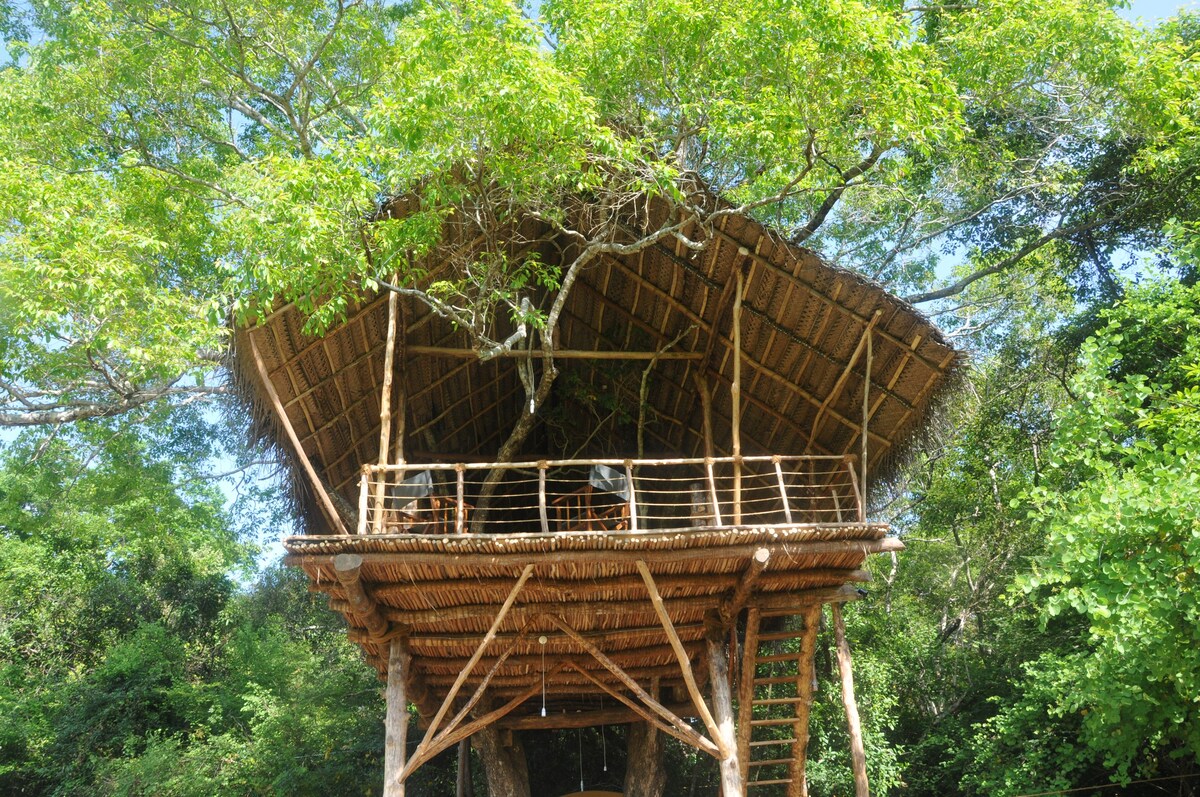 获取狂野！ Sigiriya附近浪漫的丛林树屋