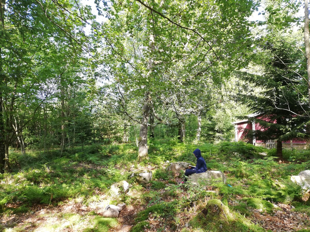 美丽的山毛榉森林中的夏日小屋