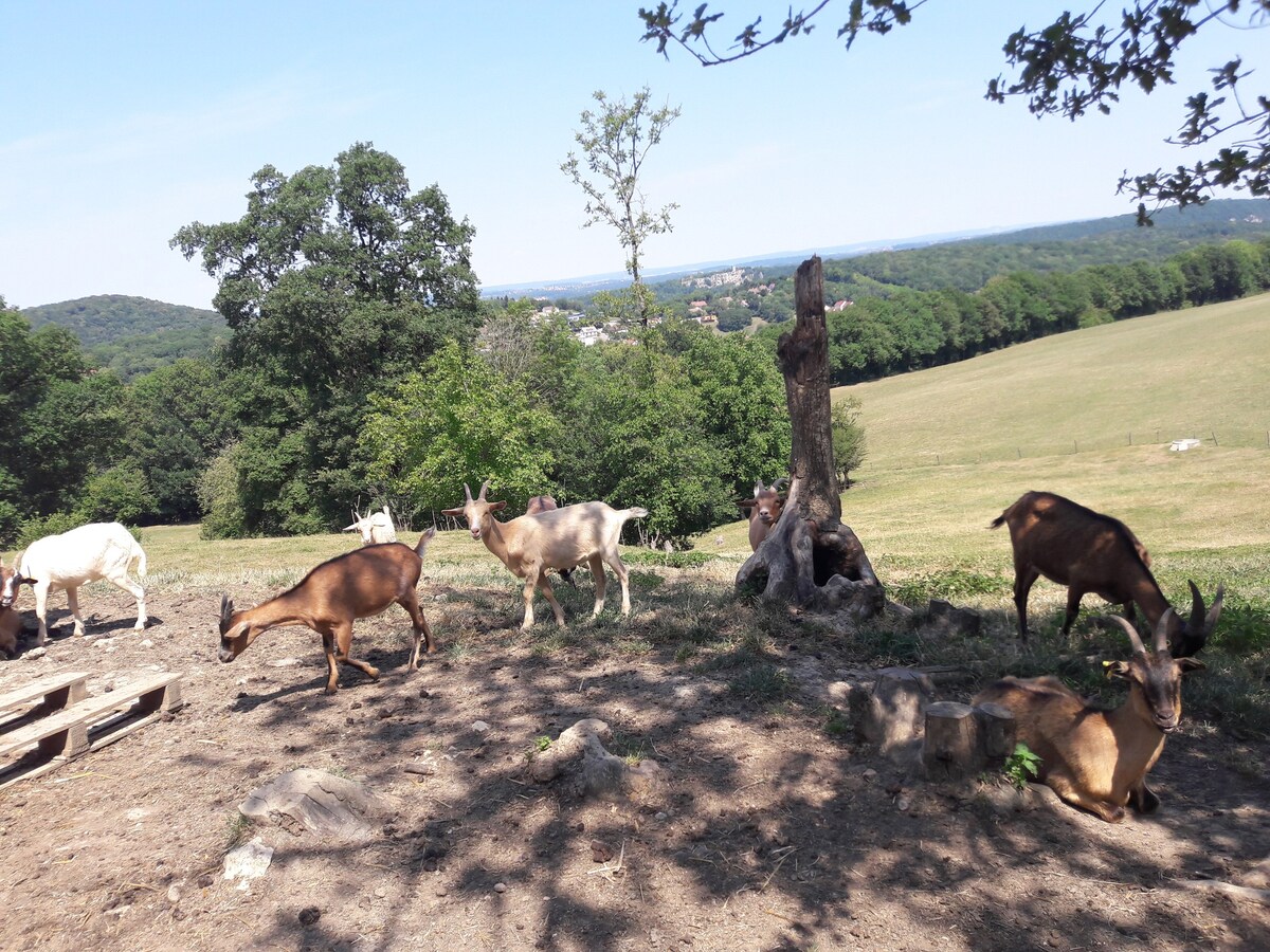 通往贝桑松（ Besançon ）的度假木屋，景观安静，景色安静