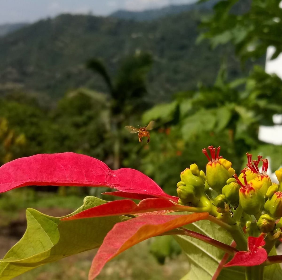 Finca las Margaritas "Naturaleza Hermosa"