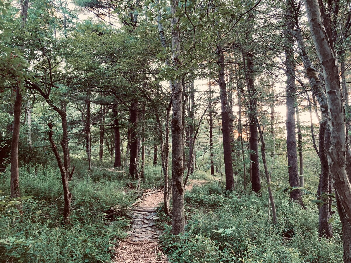 坐落在松林保护区的露营地