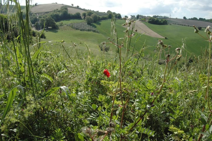 Monterubbiano (Fermo) 的民宿