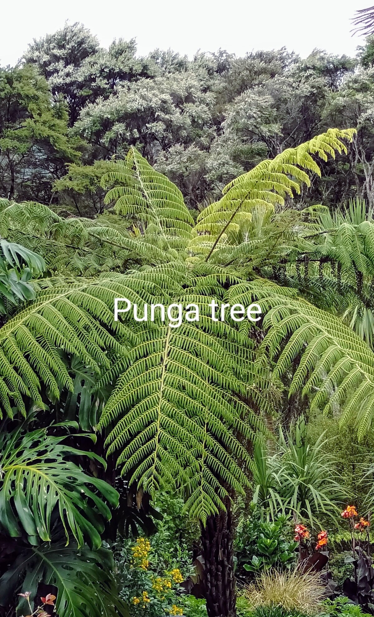 Titirangi丛林花园的Punga单间公寓