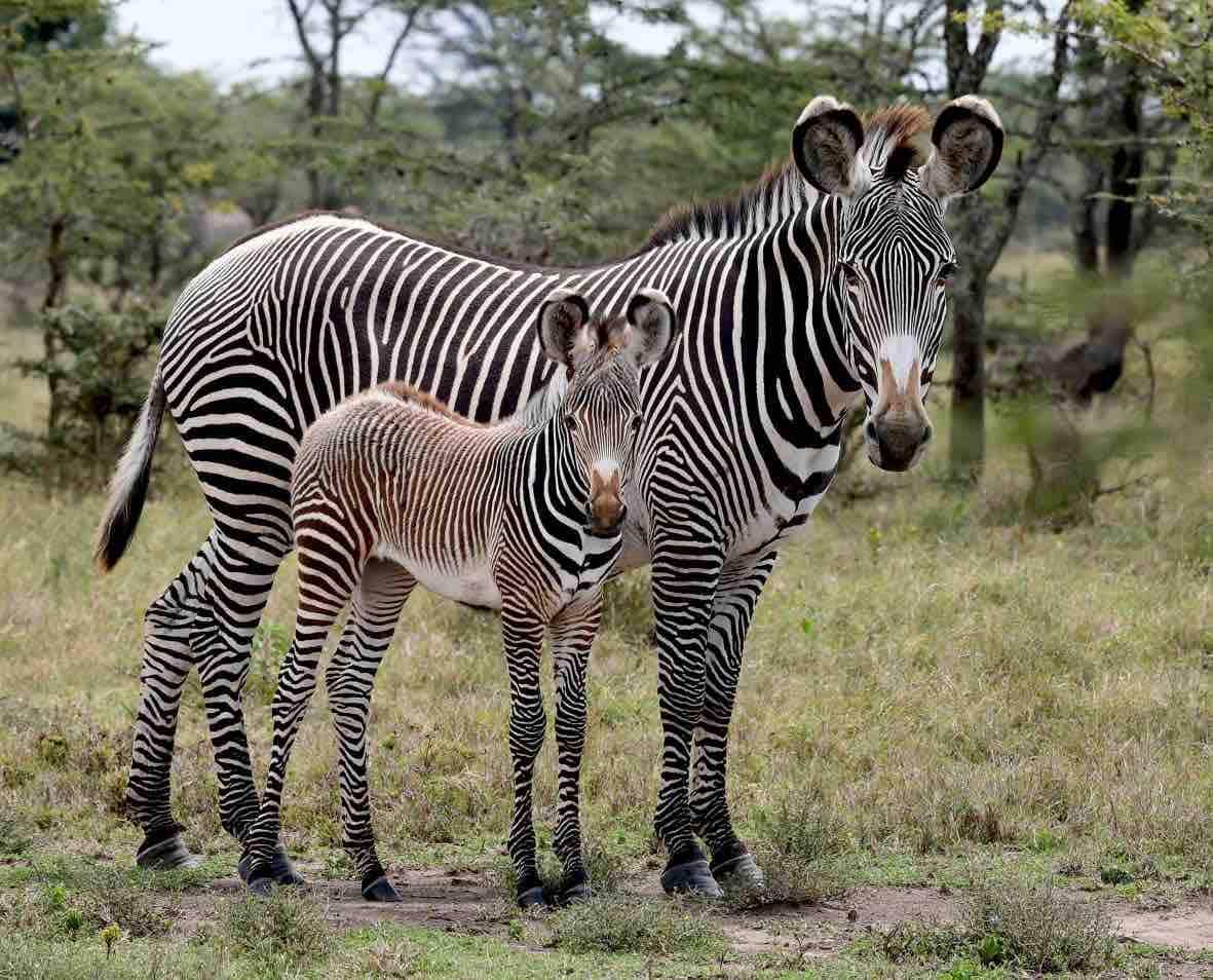 奢华灌木度假屋，肯尼亚山野生动物园# 40