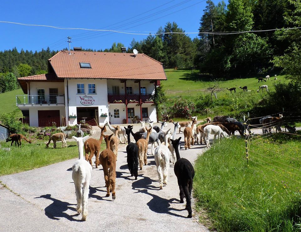 Alpaca-Village