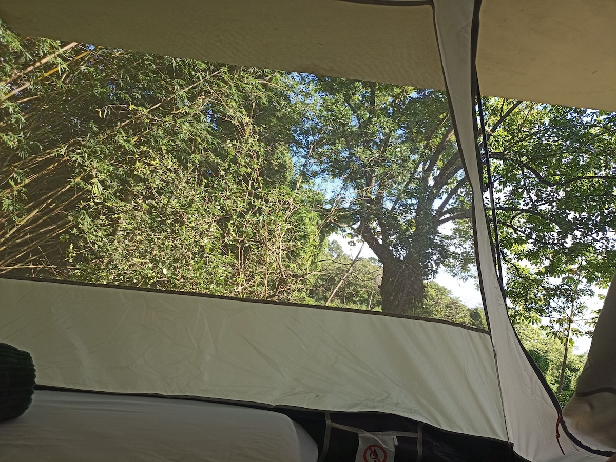舒适的森林帐篷，可欣赏海景