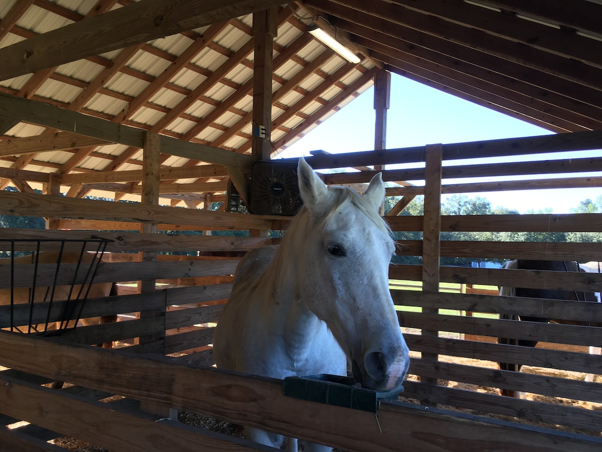 Amy 's Horse Haven and Hotel