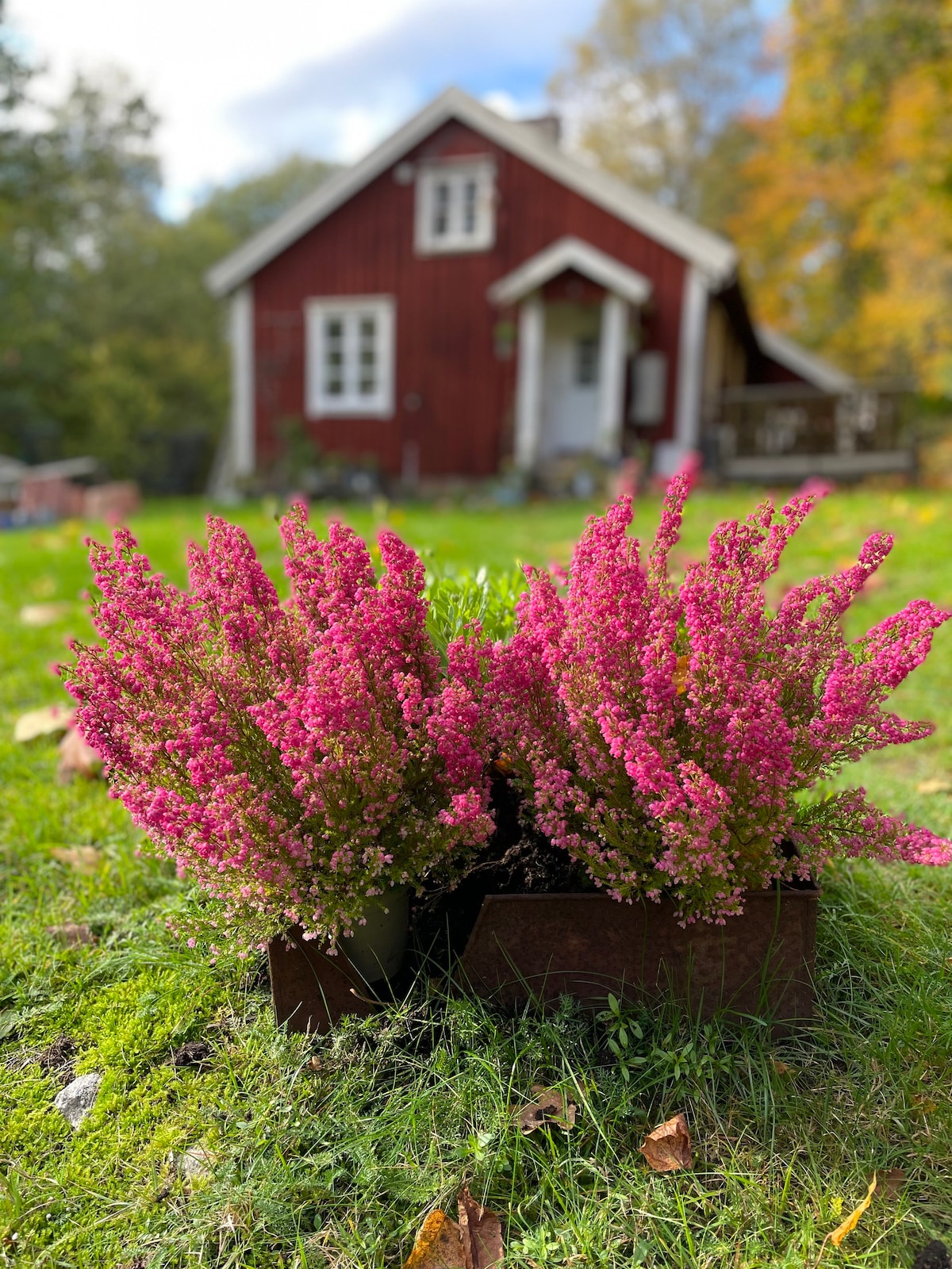 Cabin, Totally embedded in Nature