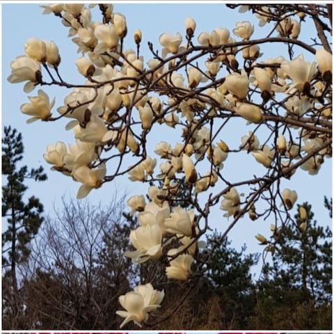 Anyang-myeon, Jangheung的民宿