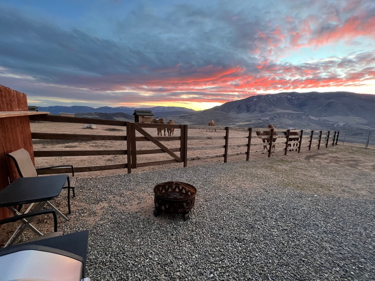 The Llama (A Lone Juniper Ranch Cabin)