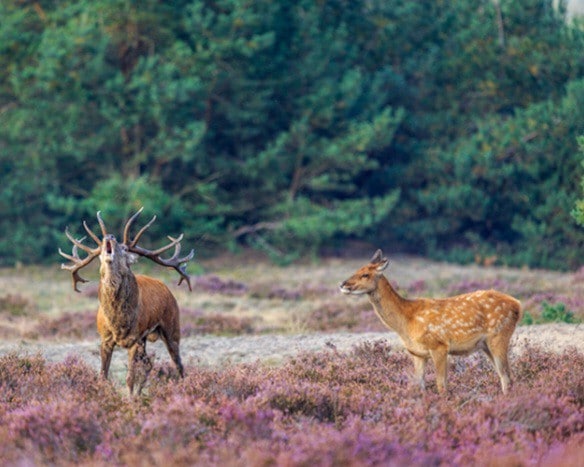 Prachtig chalet midden op de Veluwe!