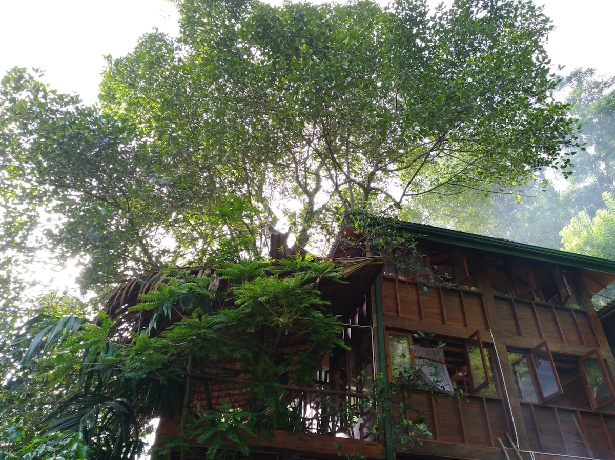 Giant, Ella TreeHouse