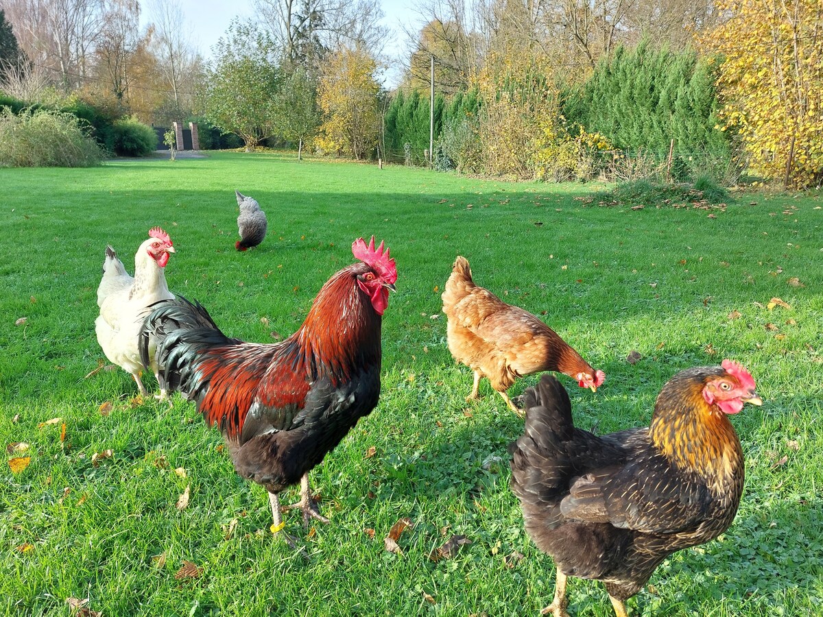 Gîte à la campagne 15 personnes maxi