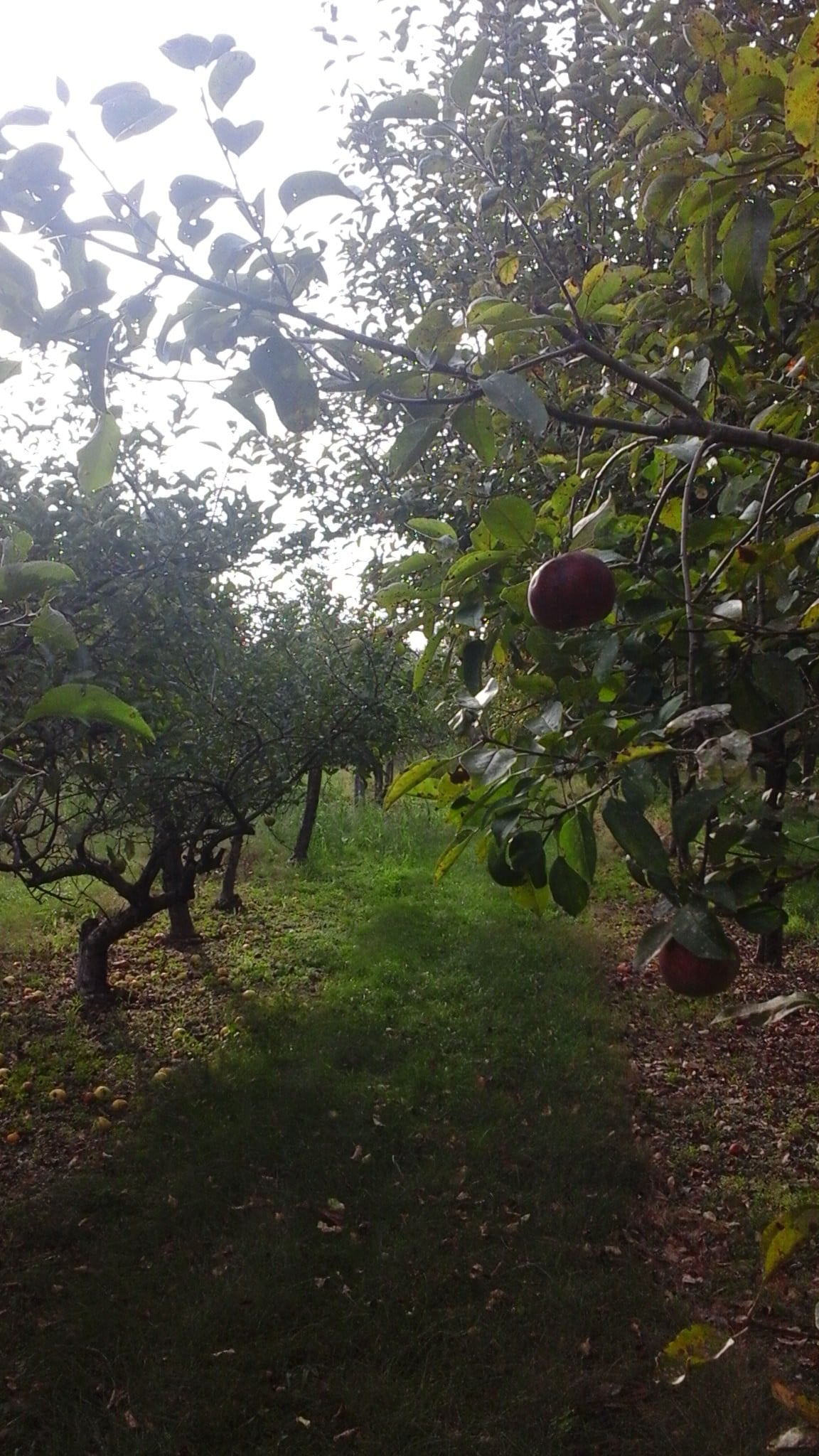Orchard度假屋、Malabar Peach和苹果园