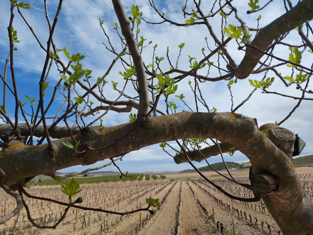 Casa Rural Bodega