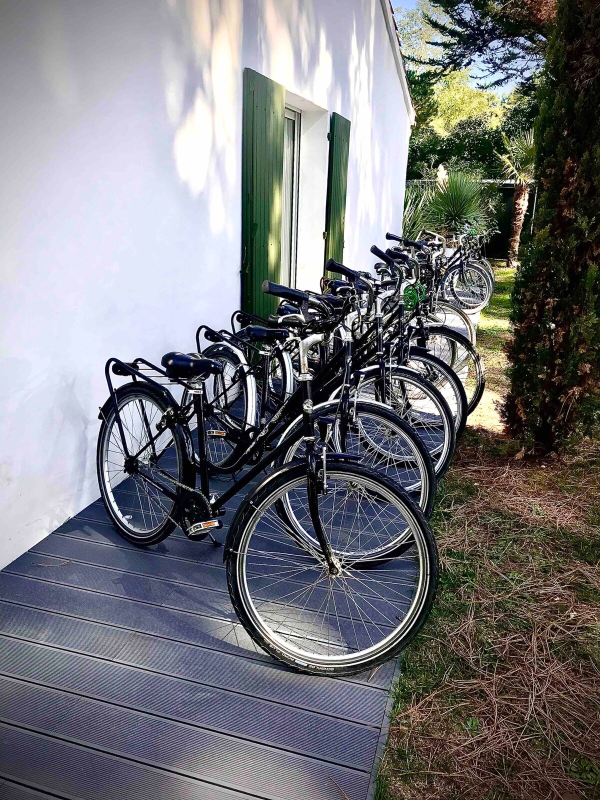 在乡村，骑自行车，在松树的中心