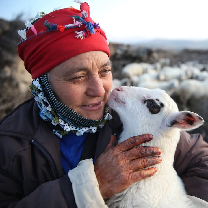 一位戴红色头巾、穿灰色厚夹克的牧羊人在抚摸一头白羊。身后是羊群、山丘和灌木丛。