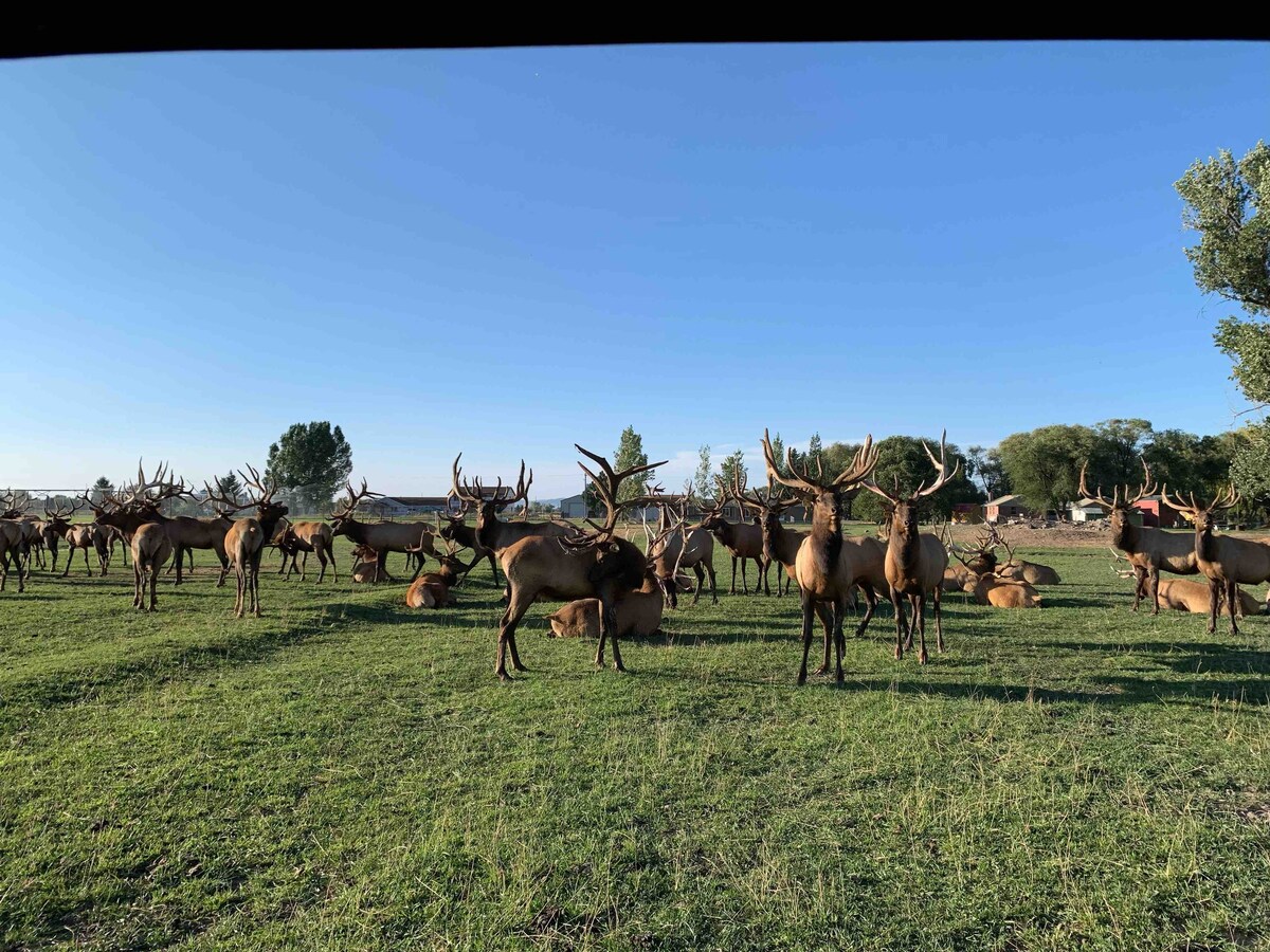 令人惊叹的Elk Ranch Retreat豪华6卧室房源