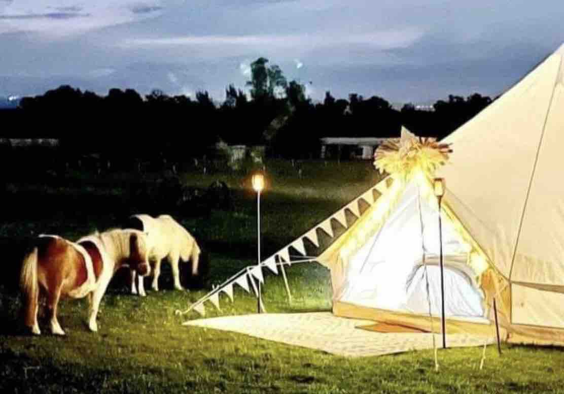 Glampling under the stars with animals
