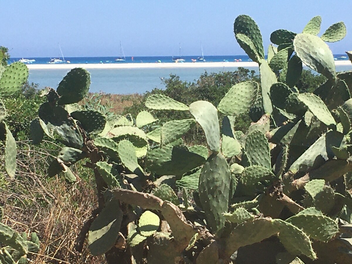 朱恩科港（ Porto Giunco ）海滩上的泳池别墅。