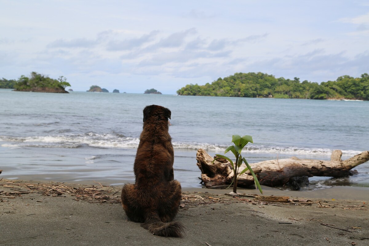 Trinidad Pacific Island, Isla Parida, Panama