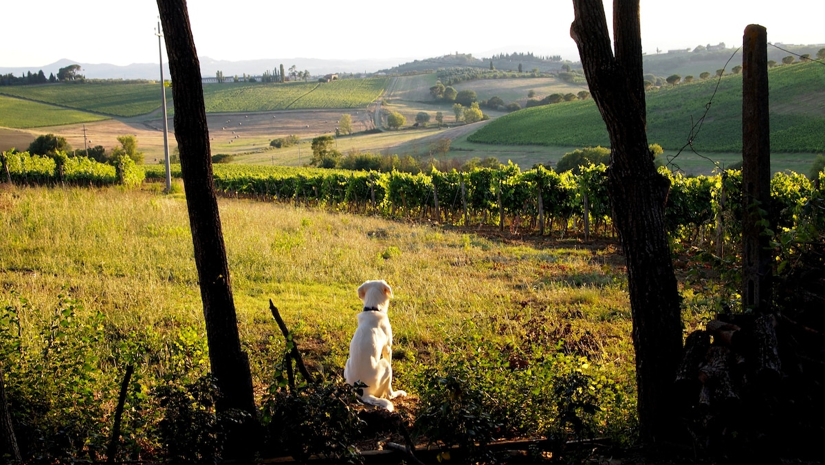 科尔托纳（ Cortona ）和蒙特普恰诺（ Montepulciano ）之间的独立房间