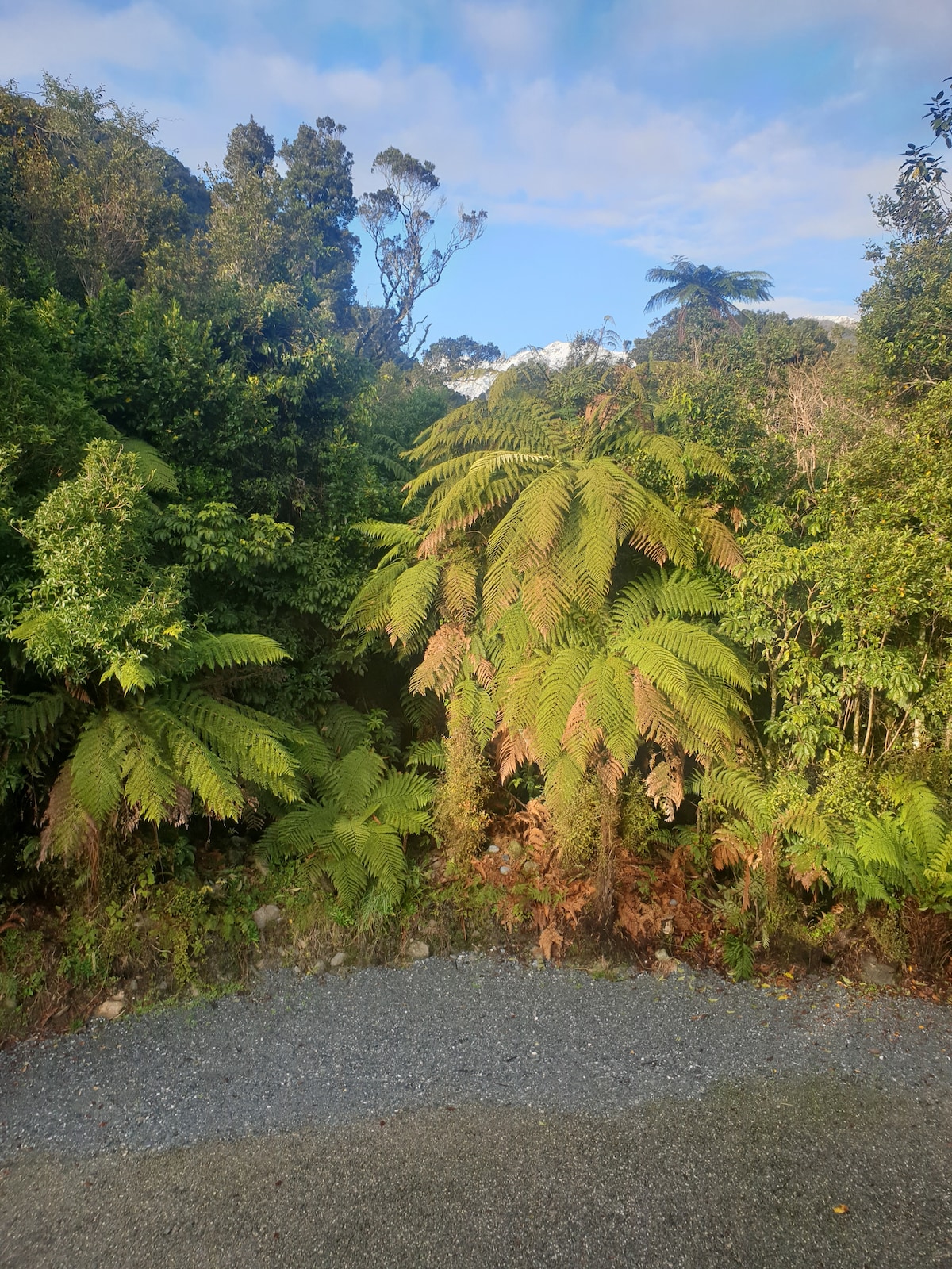 Whare Rakau- Tui房间