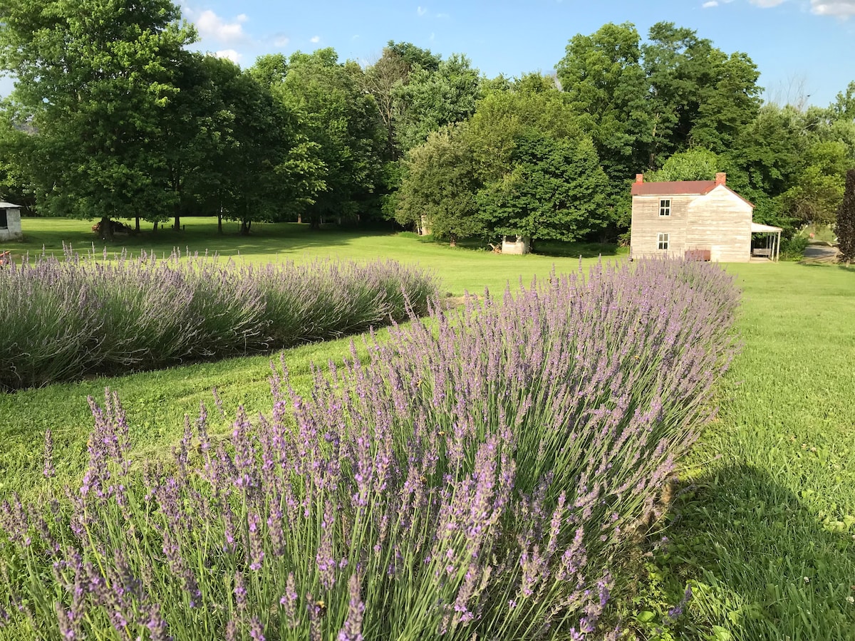 La Soledad Lavender Farm on the Potomac