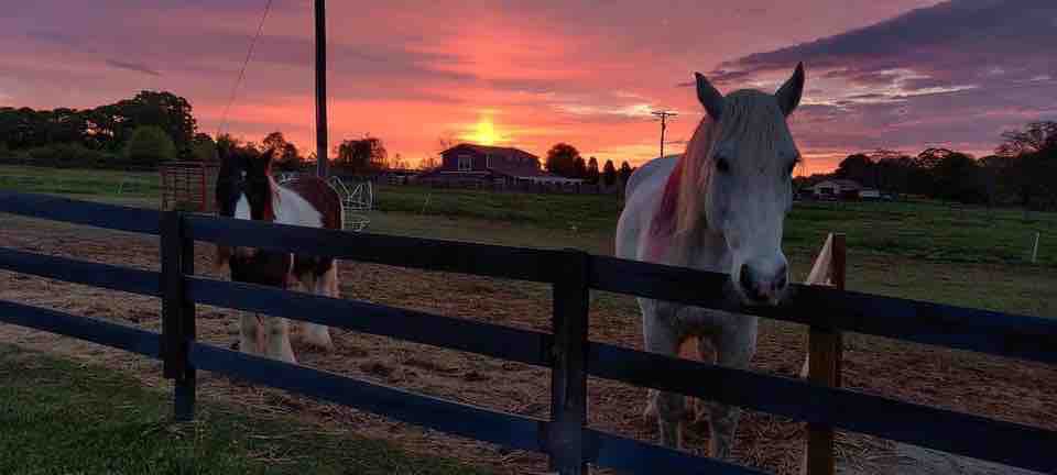 Delightful tiny house w/ horses