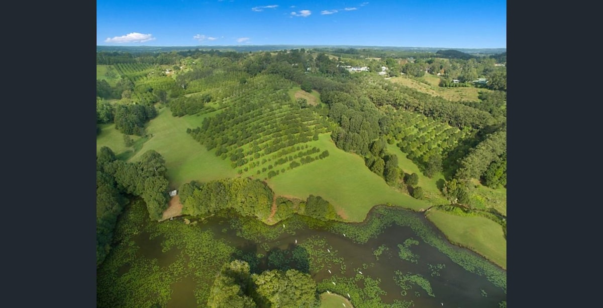 Kindal Glen-Dunoon Byron Hinterland Macadamia农场